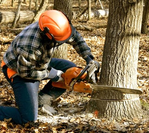 Tree Removal in Akron, MI